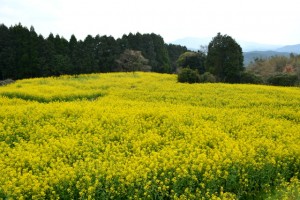 2013 菜の花畑　